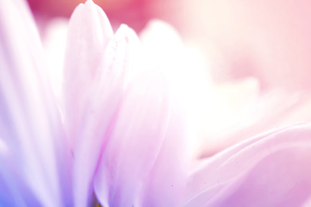 Chrysanthemums vivid color, soft backgroundの写真素材