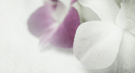 orchids in vintage color style on mulberry paper texture backgroundの写真素材