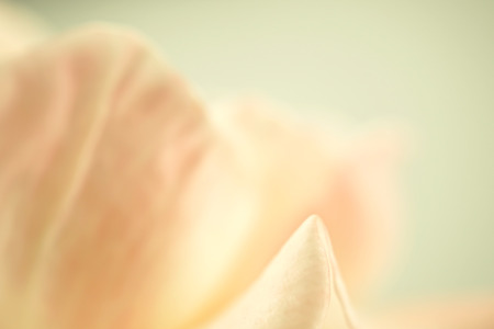 sweet color rose petals in soft and blur style for romantic backgroundの写真素材