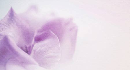 sweet flowers in soft and blur style  for backgroundの写真素材
