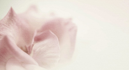 vivid color flower petals in soft color on mulberry paper texture for background