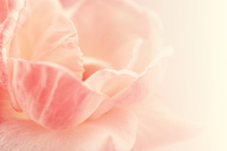 sweet color roses in soft color and blur style on mulberry paper textureの写真素材