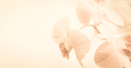 sweet pink orchids on mulberry paper texture for backgroundの写真素材