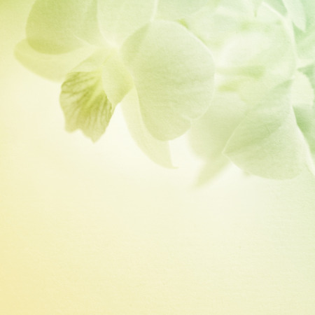 sweet pink orchids on mulberry paper texture for backgroundの写真素材