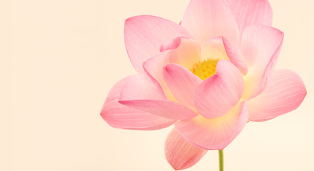 sweet pink lotus in soft and blur style for backgroundの写真素材