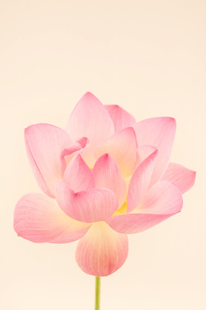sweet pink lotus in soft and blur style for backgroundの写真素材