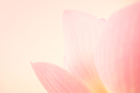 sweet pink lotus in soft and blur style for backgroundの写真素材
