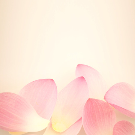 sweet pink lotus in soft and blur style for backgroundの写真素材