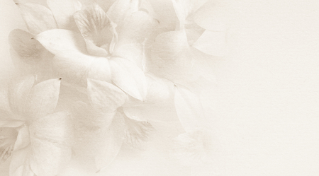 sweet orchids on mulberry paper texture for background sweet orchids on mulberry paper texture for background