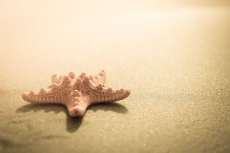 starfish on sand at the seaの写真素材