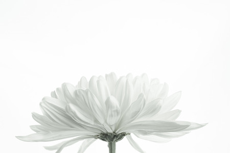 white chrysanthemumsの写真素材