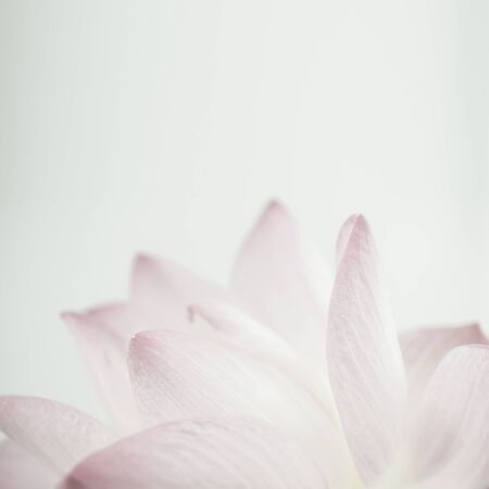 pink lotus in soft color and blur style for backgroundの写真素材