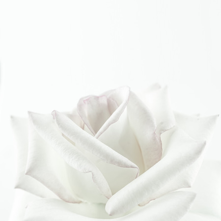 sweet roses in soft color style on mulberry paper texture for valentine's day concept backgroundの写真素材