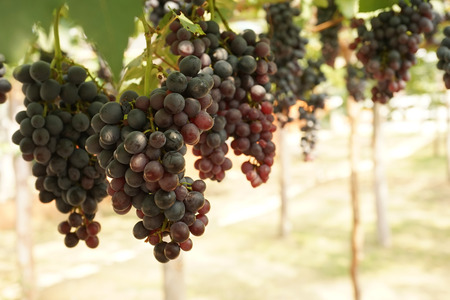 bunches of red grapes in the vineyard in blur style for background