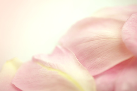 sweet pink rose petals in soft color and blur style for romantic backgroundの写真素材