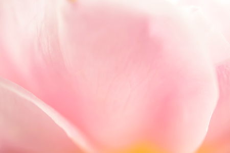 sweet pink rose petals in soft color and blur style for romantic backgroundの写真素材