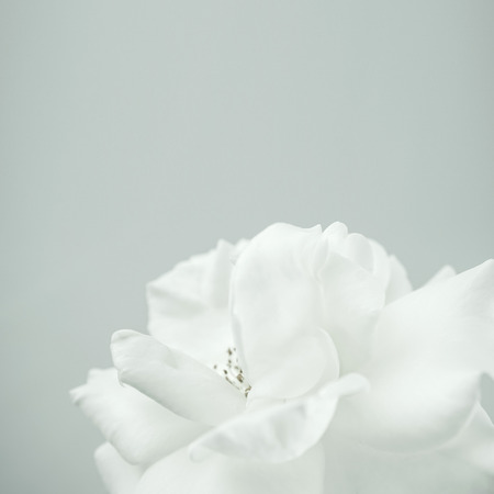 white rose in vintage color style for romantic backgroundの写真素材