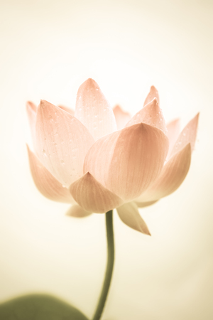 sweet color lotus in soft color and blur styleの写真素材