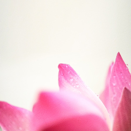 sweet pink lotus in soft color and blur style on mulberry paper textureの写真素材