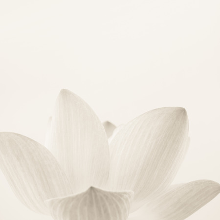 classic color lotus in soft style for backgroundの写真素材