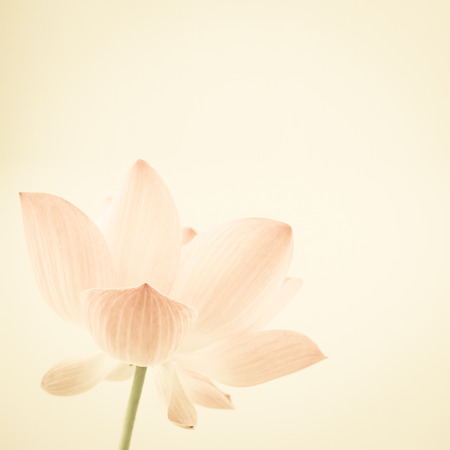classic color lotus in soft style for backgroundの写真素材