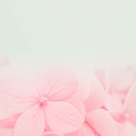 pink hydrangea in soft and blur style for flora background