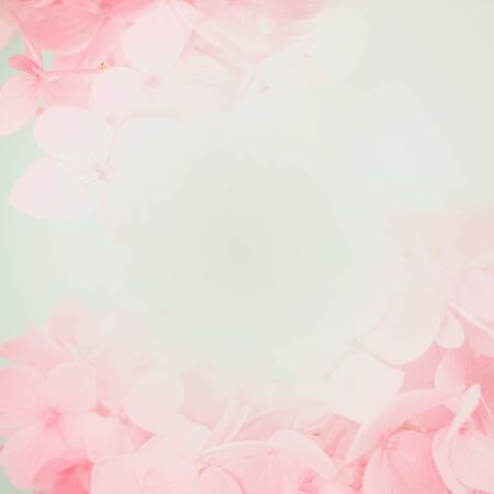 pink hydrangea in soft and blur style for flora background