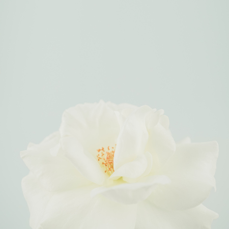sweet white rose in soft and blur style for romantic backgroundの写真素材