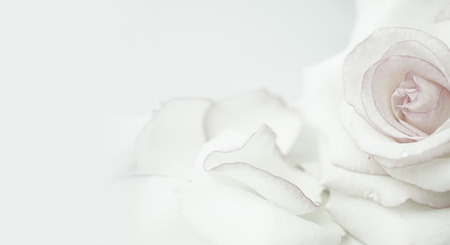 sweet pink roses in soft color and blur styleの写真素材