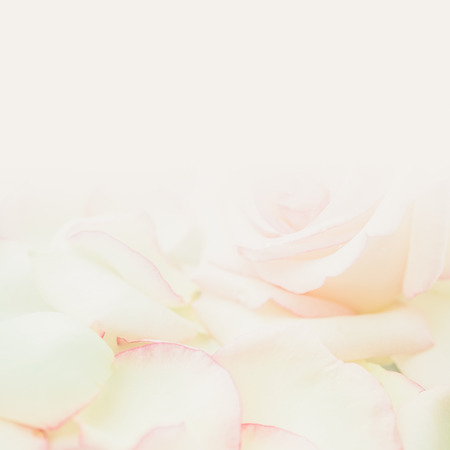 sweet pink roses in soft color and blur styleの写真素材