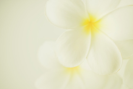 frangipani (plumeria) and sweet flowers in soft color and blur style for backgroundの写真素材