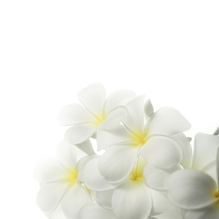 frangipani (plumeria) and sweet flowers in soft color and blur style for backgroundの写真素材