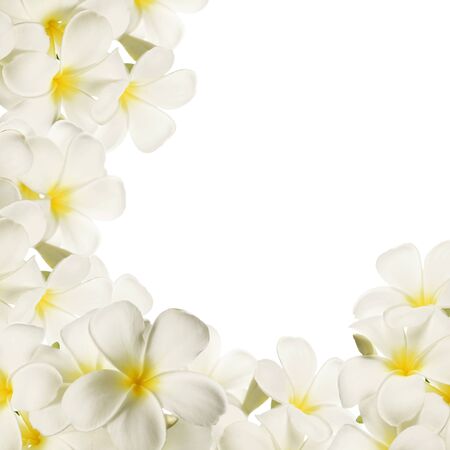 frangipani (plumeria), white flowers on white backgroundの写真素材