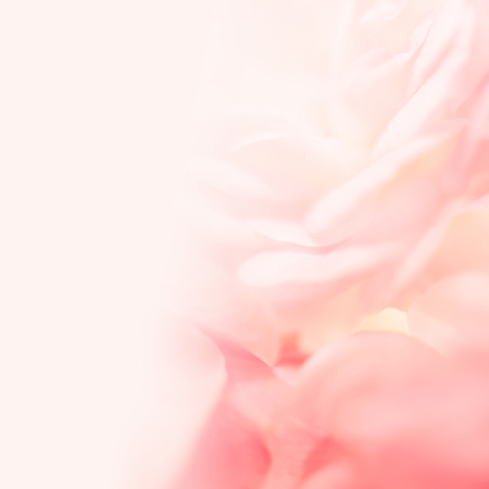 sweet color roses in soft style for background (background, rose, flower)の写真素材