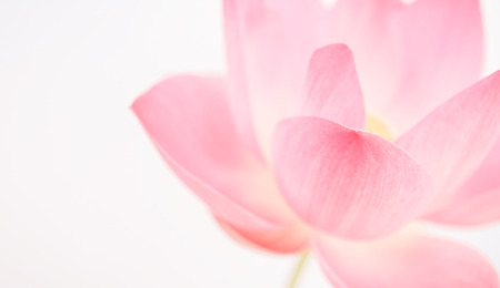 sweet pink lotus in soft and blur style for backgroundの写真素材