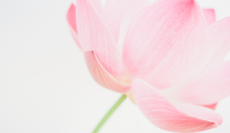 sweet pink lotus in soft and blur style for backgroundの写真素材