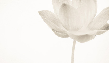 sweet color lotus in soft color and blur style on mulberry paper textureの写真素材