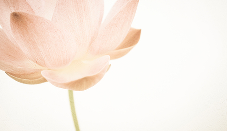 sweet color lotus in soft color and blur style on mulberry paper textureの写真素材