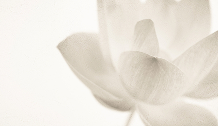sweet color lotus in soft color and blur style on mulberry paper textureの写真素材