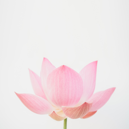 sweet pink lotus in soft and blur style for backgroundの写真素材