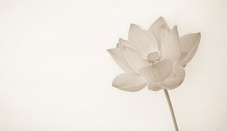 sweet color lotus in soft color and blur style on mulberry paper textureの写真素材