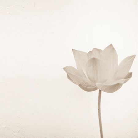 sweet color lotus in soft color and blur style on mulberry paper textureの写真素材