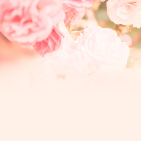 sweet color roses in soft style for background (background, rose, flower)の写真素材