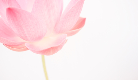 sweet pink lotus in soft and blur style for backgroundの写真素材