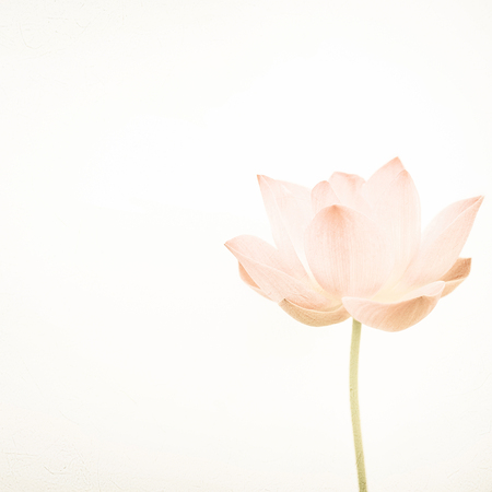 sweet color lotus in soft color and blur style on mulberry paper textureの写真素材