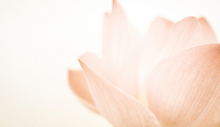 sweet color lotus in soft color and blur style on mulberry paper textureの写真素材
