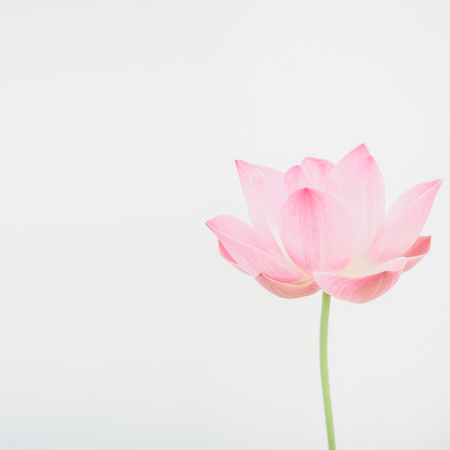 sweet pink lotus in soft and blur style for backgroundの写真素材