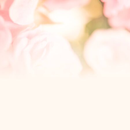 sweet color roses in soft style for background (background, rose, flower)の写真素材