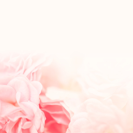 sweet color roses in soft style for background (background, rose, flower)の写真素材