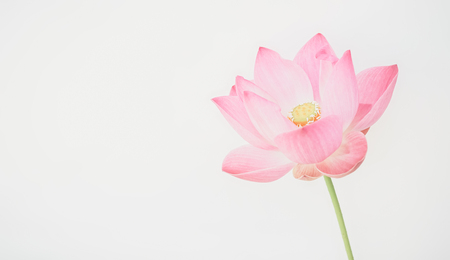 sweet pink lotus in soft and blur style for backgroundの写真素材